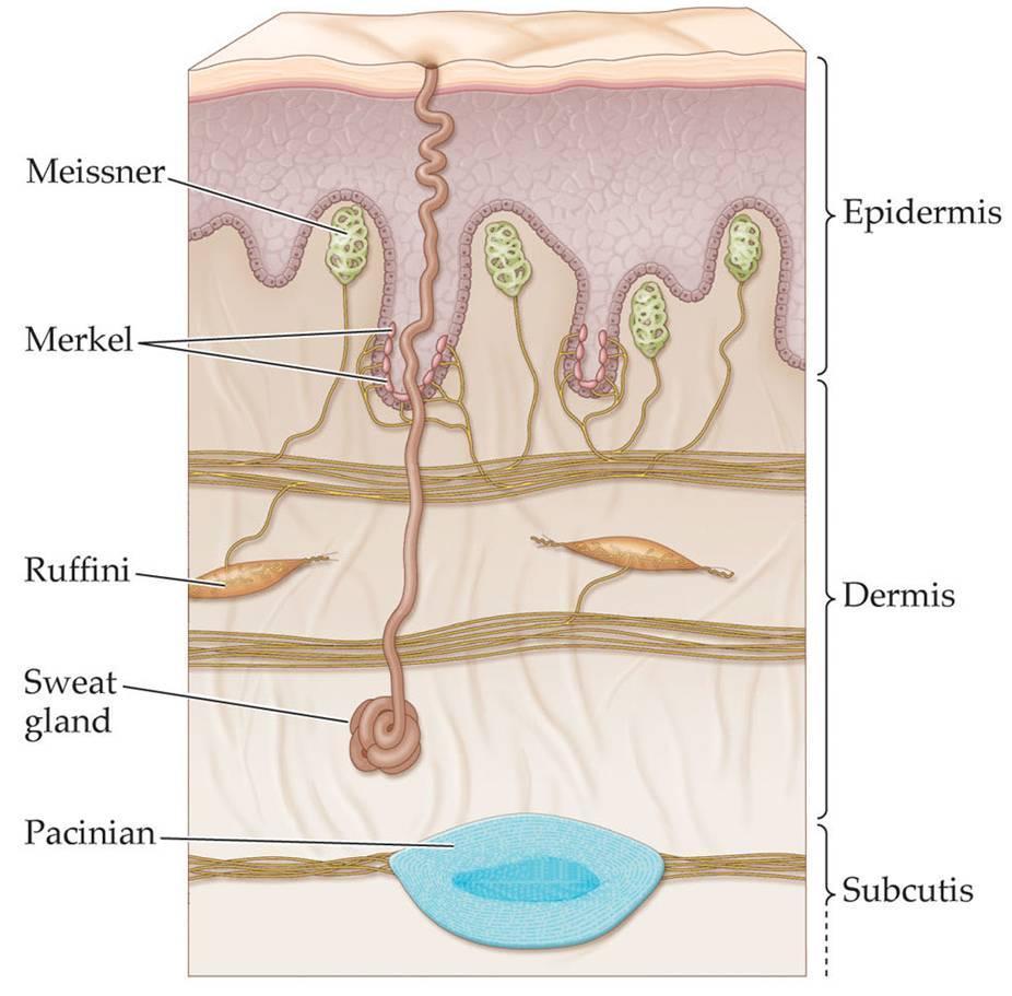 Touch Mechanoreceptors of the Skin Skin can be vibrated, pressed, pricked and stroked, and its hairs can be bent or pulled.