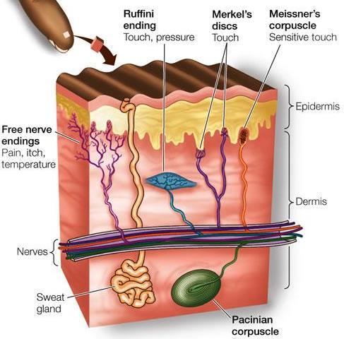 Pain and Temperature Receptors The transduction of painful and thermal stimuli occurs at