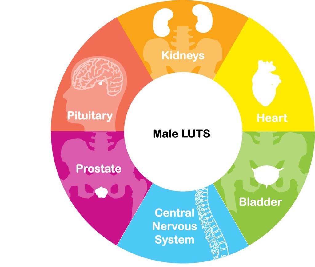 LUTS can be associated with body systems outside the lower urinary tract Speakman