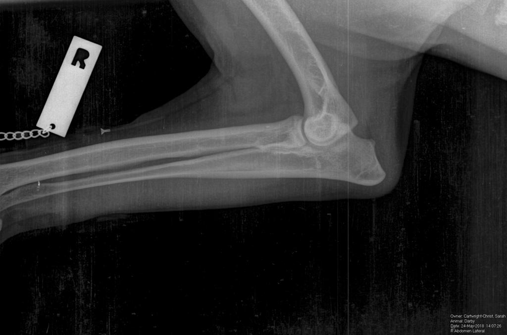 poor ROM (Range of motion) and any muscle atrophy (Muscle wastage). If your vet suspects arthritis they may suggest an x-ray of the joints.