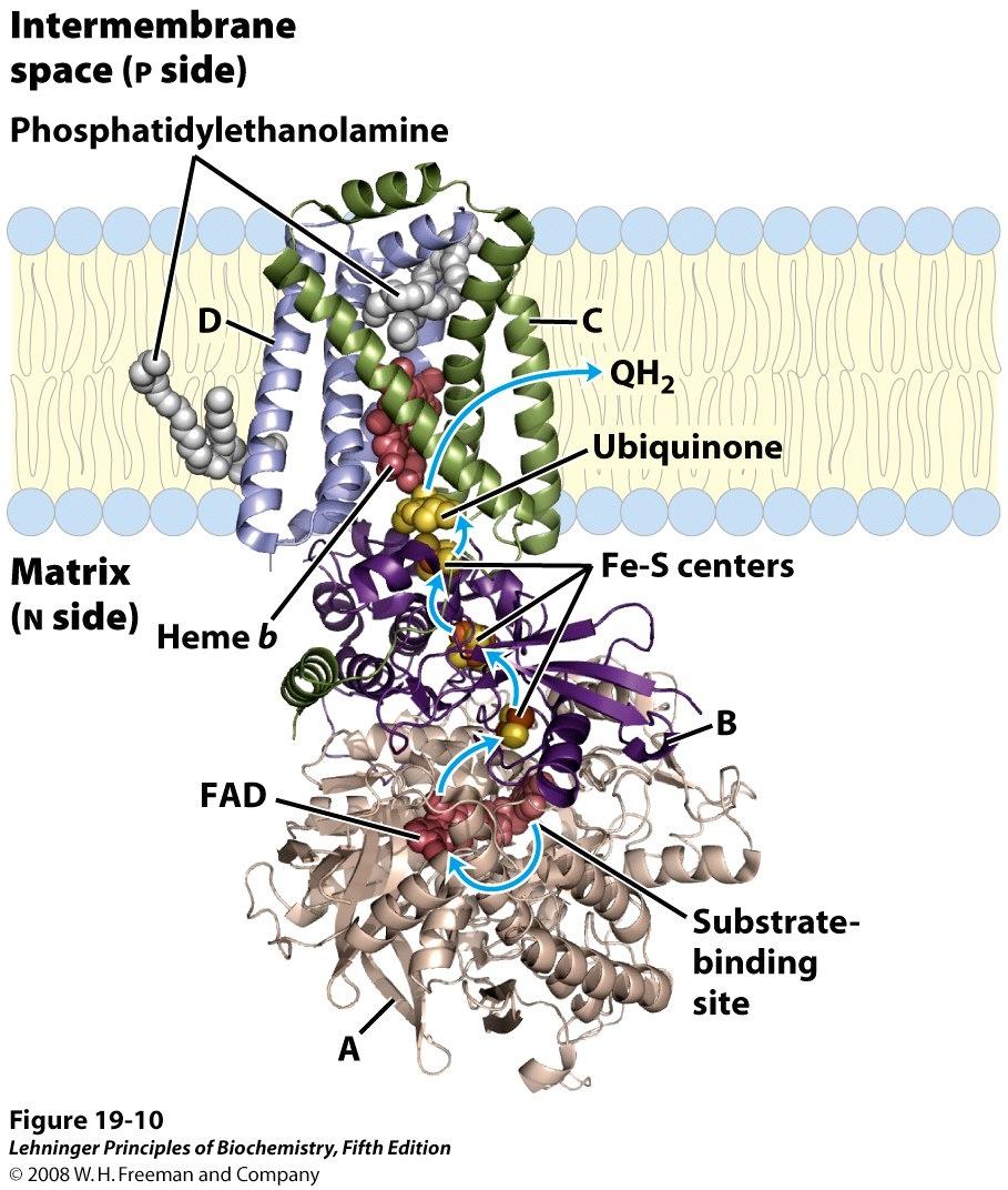 Complex II Succinate dehydrogenase (enzyme 6 in TCA) Four polypeptide chains 5 prosthetic groups FAD is tightly bound to enzyme Transmembrane domains with cytoplasmic extensions Transfers electrons