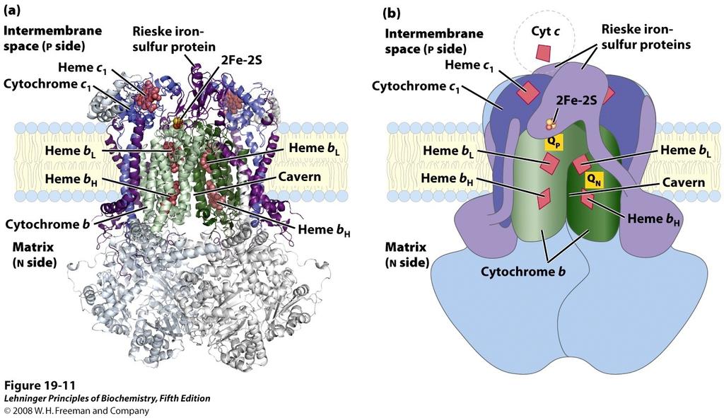 Complex III (+) (-) Cytochrome bc1 has 11 polypeptide chains (subunits) Complex is a homo-dimer of two cytochrome bc1 Hemes bh, bl, c1, and Q shuttle electrons Rieske iron-sulfur