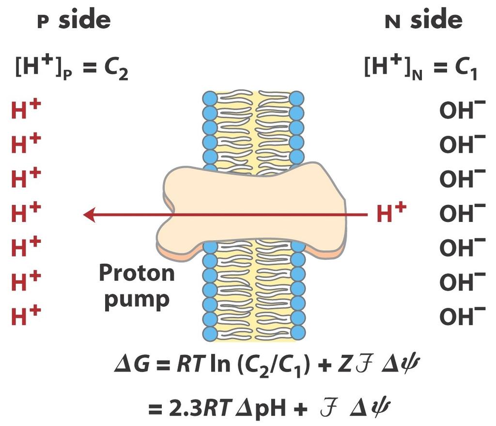 Proton-motive Force Electron passing/transporting and proton pumping generate an electrochemical gradient The gradient is between the