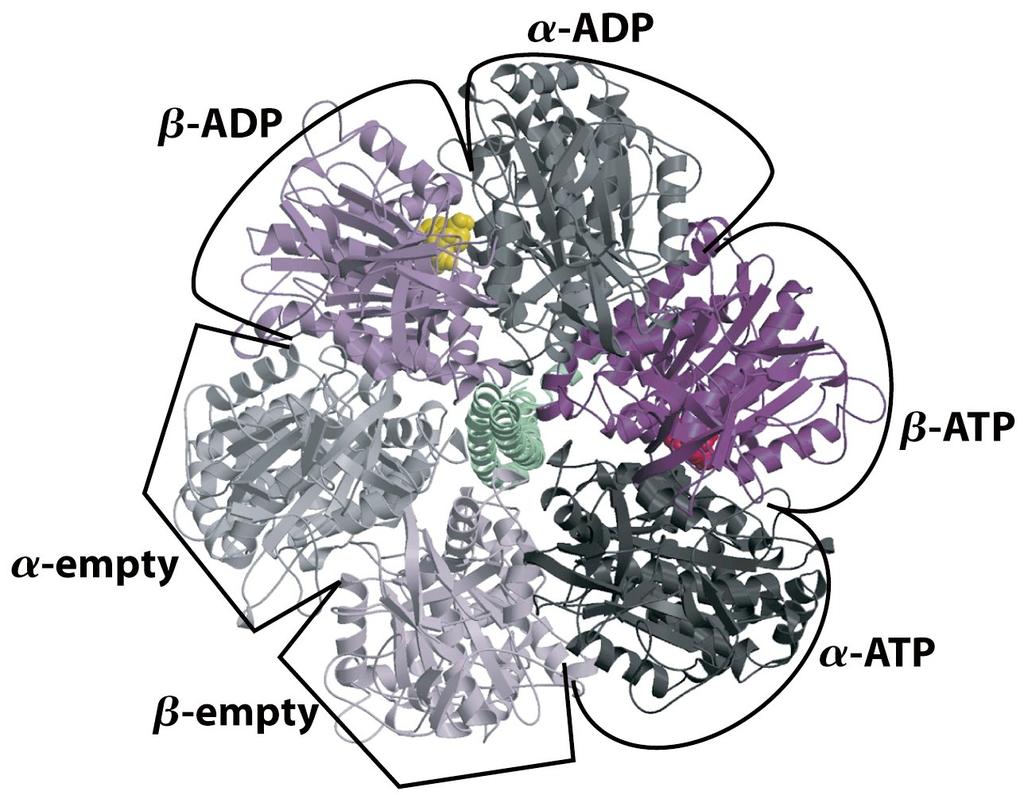 Architecture of ATP Synthase (F0F1) Complex Determined using biochemical, biophysical, and structural (X-Ray and cryo-em) studies F1 (alpha, beta, gamma, epsilon) F0 (c10, a, b2, δ) The C10, epsilon