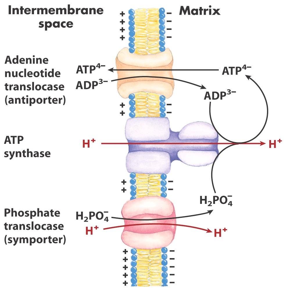 The Proton-motive Force Energizes Active The proton force also used to move molecules into and out of the matrix Antiporter transports driven by concentration gradient ATP (higher negative charge)
