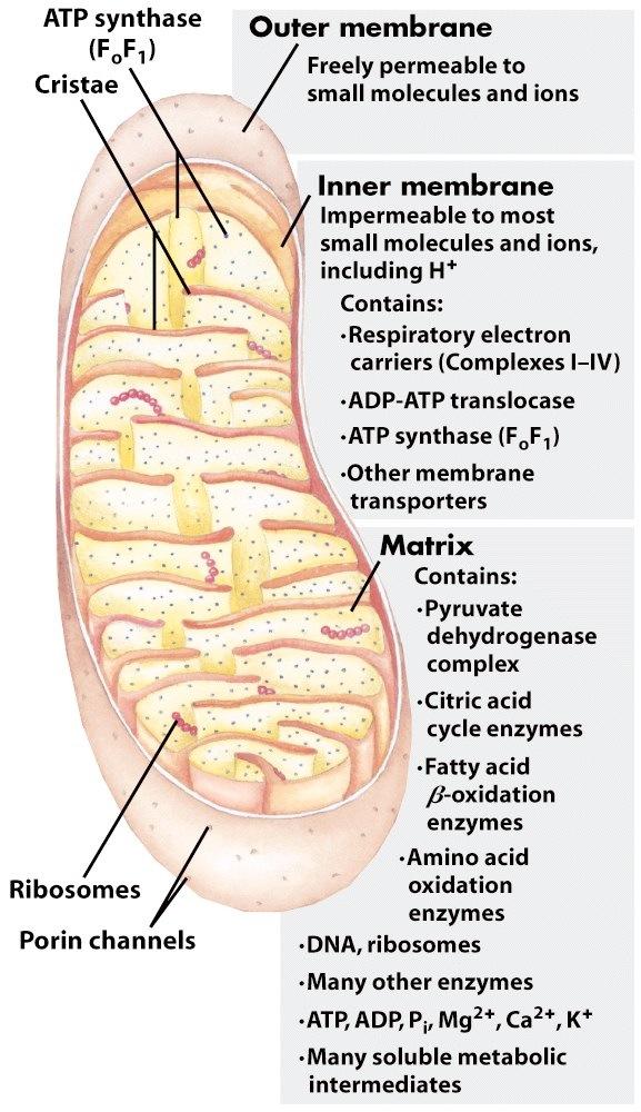 Anatomy of the Mitochondrion The cristae (leaflets, inner membrane) of the mitochondria serves as a platform for many copies of different enzymes to assemble in proximity for substrate shuttling