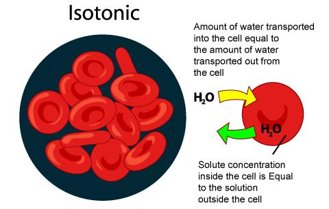 Isotonic Solution The solute concentration is the same outside the