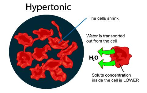 Hypertonic Solution WATER CHASES THE SALT! The solute concentration is higher outside the cell than inside the cell Greater than 0.