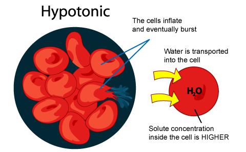 Hypotonic Solution WATER CHASES THE SALT! The solute concentration is lower outside the cell than inside the cell Less than 0.