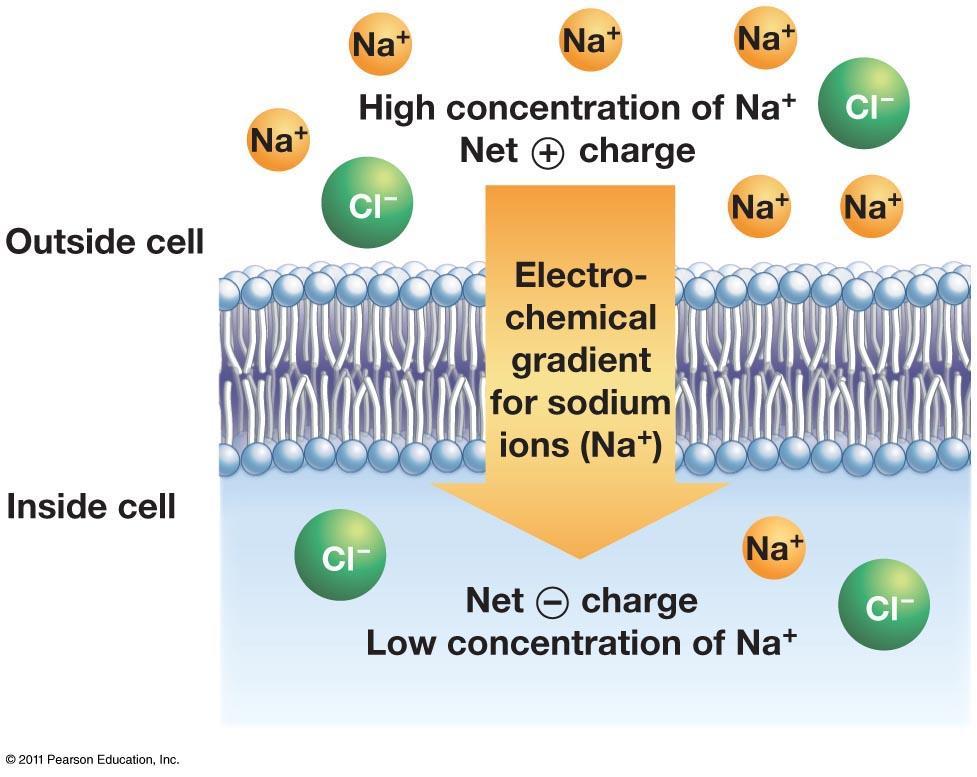 Electrochemical Gradient Important consideration in ion diffusion Inner core of a cell is negatively charged PO 4