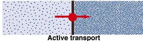 Active Transport Movement against the concentration gradient Requires hydrolysis of ATP