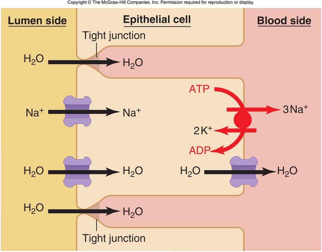 Epithelial Transport ALL tubes are lined with epithelial cells Movement of substances across the wall of the tube (absorption, filtration, secretion) Luminal and basolateral membranes do not have