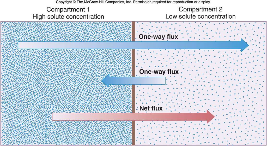 Rate of Diffusion Flux is the magnitude and direction of flow across a membrane due to a concentration gradient Influx is diffusion into the cell Efflux is diffusion out