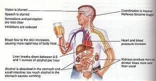 Depressants ALCOHOL Ethyl alcohol enters the