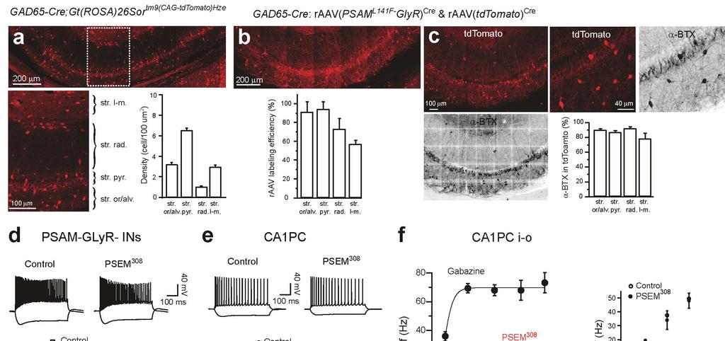 Supplementary Figure 2. Anatomical and physiological characterization of raav-mediated PSAML141FGlyR expression in GAD65-Cre mice.