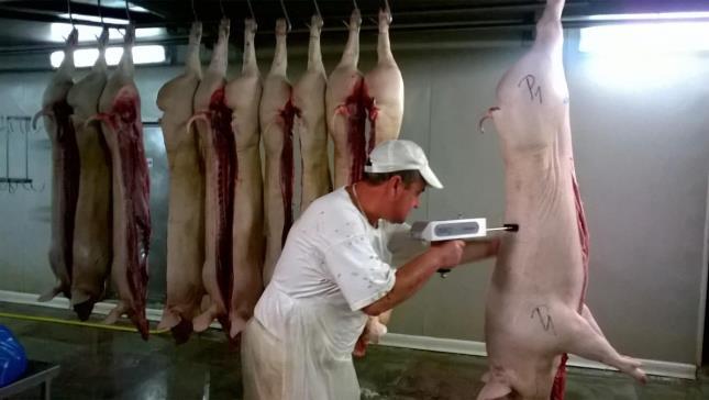 Carcass quality and nutritional value of pork meat Item Control Experimental Live body weight (kg) 98.50 ± 11.62 98.33 ± 12.99 Final weight carcass (kg) 72.40 ± 0.28 72.75 ± 1.