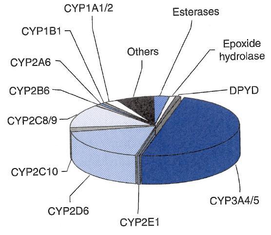 PHARMACOKINETICS: METABOLISM CYP450 enzyme families may be induced or inhibited by drugs Genetic variation accounts for inter-individual enzymatic variability (poor