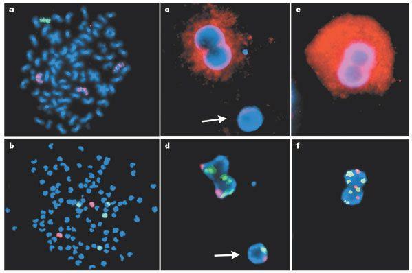 Cell fusion underlies plasticity BM-derived engraftment Total engraftment