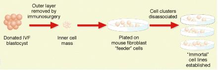 Embryonic stem (ES) cells