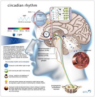 and insulin resistance Higher interictal oxytocin levels in chronic migraine Circadian Rhythm