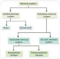 Structure and Organization of the Nervous System Midterm Relevance Important to know how to define