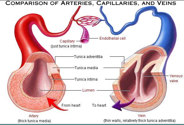 CIRCULATION Blood and Blood Vessels Blood
