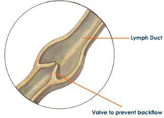 vein also contains valves to