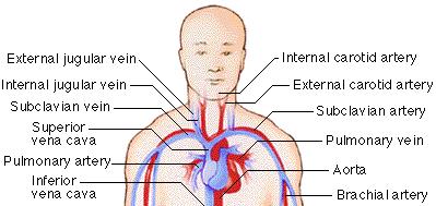 5. Subclavian Arteries/Capillaries/Veins
