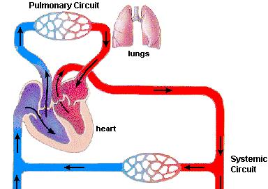 10. Pulmonary
