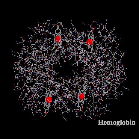 Form fits function Hemoglobin is the protein found in red blood cells.