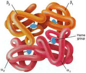 Oxygen binds reversibly to these iron atoms and is transported through blood. Form fits function!