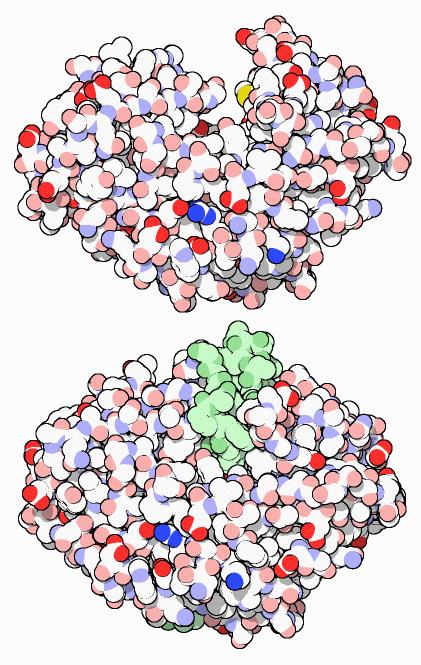 ! In the stomach, protein chains bind in the deep active site groove of pepsin, seen in the upper illustration and are broken into smaller pieces.