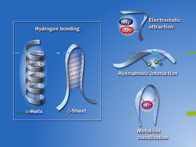 !-helix # Coils with H-bonds between every forth a.a. interactions between adjacent amino acids! -pleated sheet!