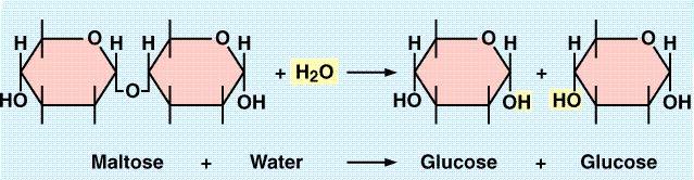 Hydrolysis Reverse of dehydration