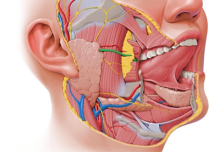 Facial artery Facial vein