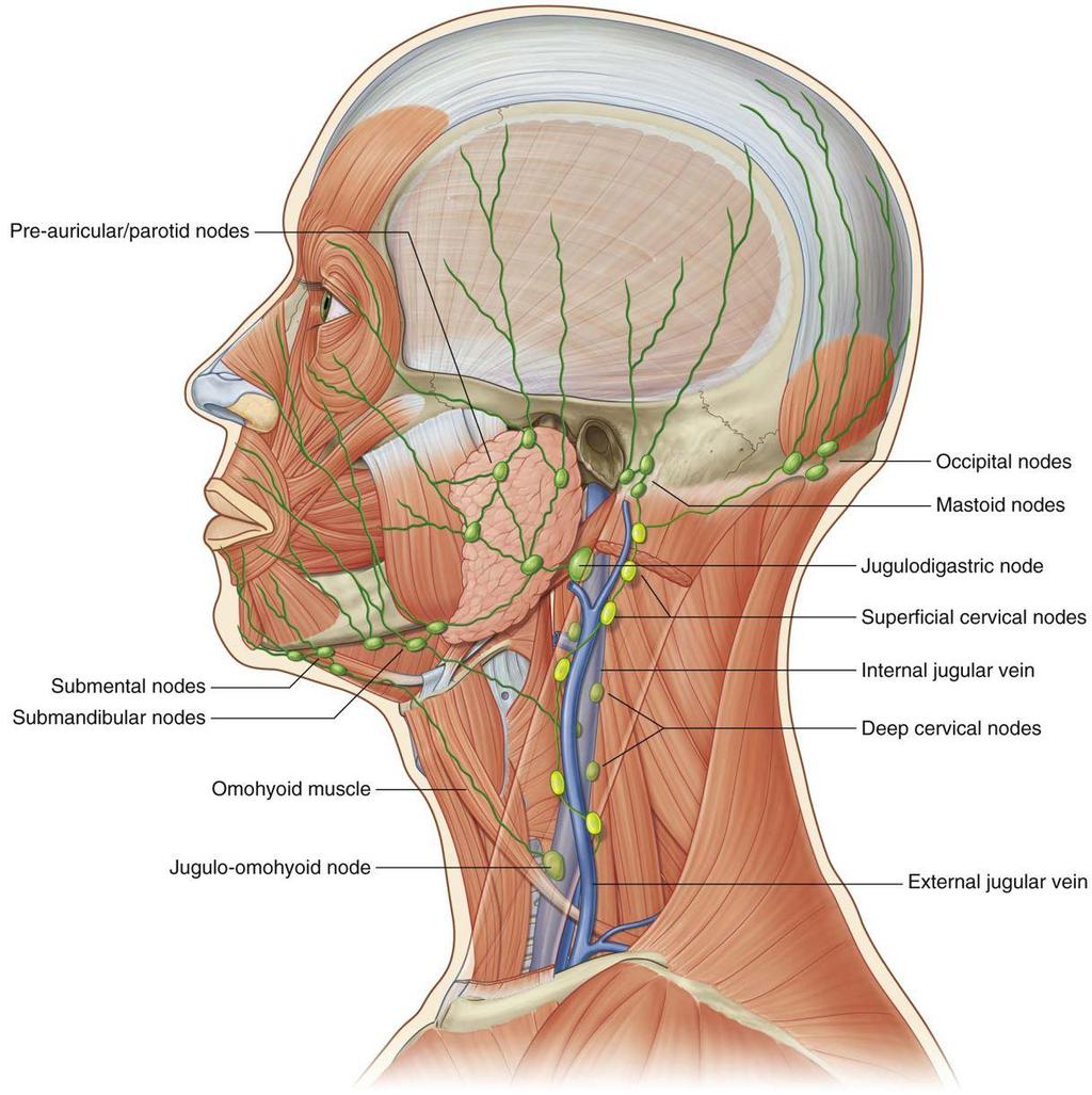 Lymph nodes of face and scalp Five groups of lymph