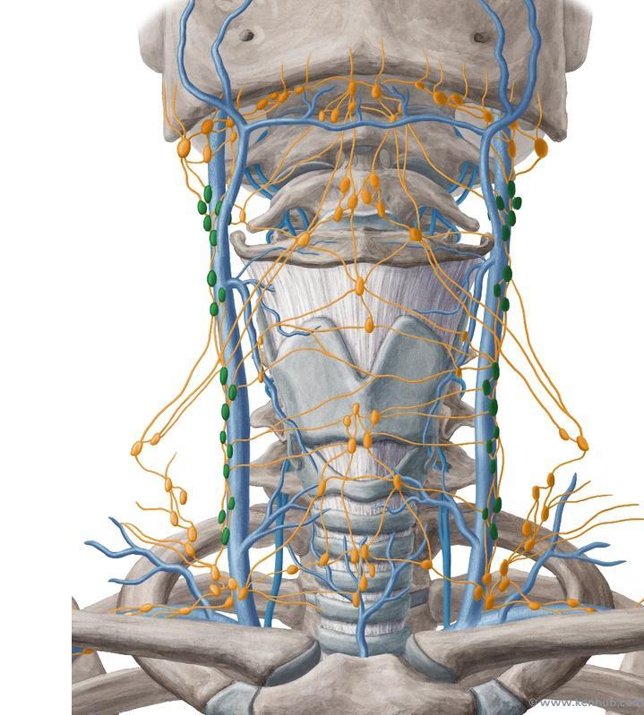 Lateral group of deep cervical lymph nodes
