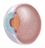 14 Having Vitrectomy If blood or debris in the vitreous is clouding your vision, your doctor may recommend vitrectomy. This surgery removes the cloudy vitreous.