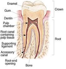 B. Endodontic therapy? Endodontic treatment is a skill that treats the inside of the tooth.