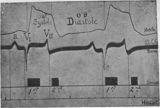 the ventricular systole. In the case of the horse, judging from the records of Kahn (Pfliger's Archiv, CLIV. fig. 5, p.