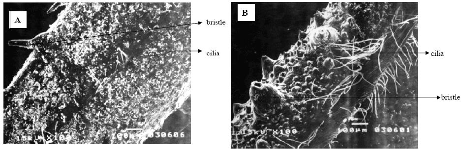 The SEM morphology of vetiver seed Scanning electron micrographs of caryopsis of