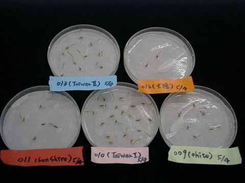 The optimum germination condition for vetiver 23 C-8hr