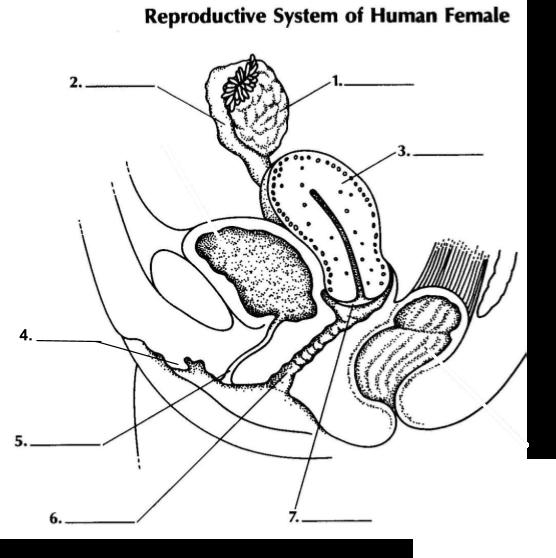 vagina - urethra - clitoris - ovaries