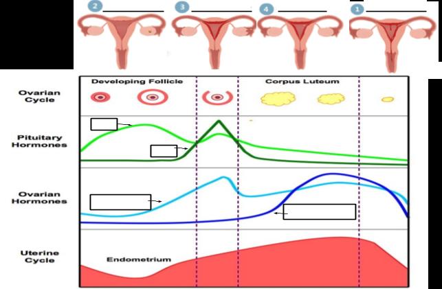 2. The Student Will explain how the menstrual cycle works, the hormones involved, and its role in conception.