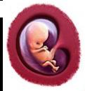 3. The Student Will analyze the trimesters of pregnancy and the major developmental events that occur during each one.