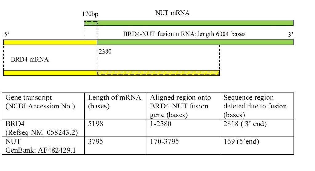 of target genes of these Ex-miRNAs shows its role in cancer pathways. Methodology: BRD4 gene (Refseq: NM_058243.2), NUT gene (GenBank: AF482429.1) and BRD4-NUT fusion gene (GenBank: AY166680.