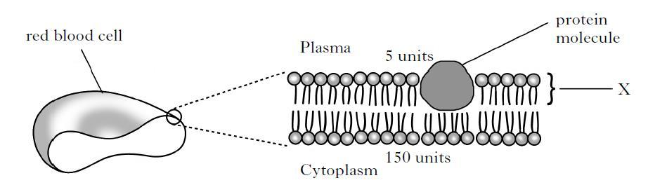 3. The diagram below shows some of the functions of proteins in the cell membrane.