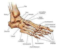 FOOT AND ANKLE ANATOMY AND PALPATION Bony landmarks Medial and lateral