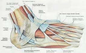 FOOT AND ANKLE ANATOMY AND PALPATION Palpation/inspection Soft tissue swelling/ecchymosis/erythema Joint effusion