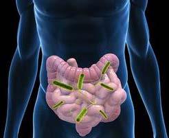 Gut Microbita---an important Organ